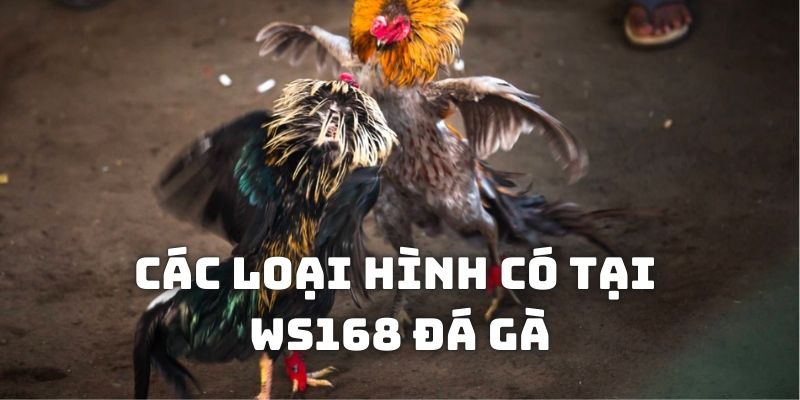 Những dạng đối đầu điển hình trong sảnh WS168 đá gà