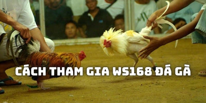 Đưa ra quy trình cụ thể để bạn tham dự vào mọi trận chọi kê