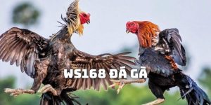 WS168 Đá Gà - Nơi Phát Sóng Mọi Giải Đấu Kê Khốc Liệt Nhất